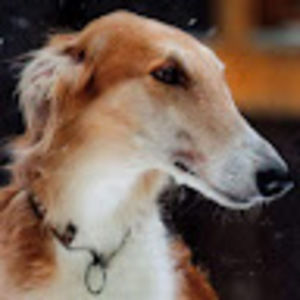 Meet your Posher, Rose